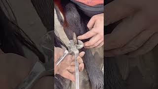 Horse leg scab trimming process Good tools and machinery can increase work efficiency [upl. by Acireed614]