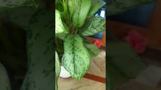 Aglaonema Silver BayPlant [upl. by Lorilee]