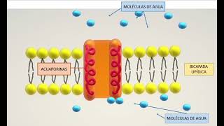 DIFUSION SIMPLE ACUAPORINAS [upl. by Nagn]