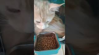 MAINE COON Cat Kucing Menkun [upl. by Oflodur473]