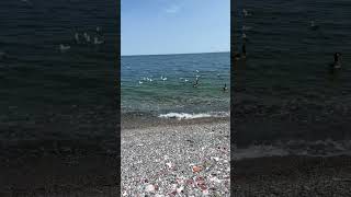 Flock of geese and seagulls floating along the shore on a HOT sunny day 🦆🦆🦆 [upl. by Roberts667]