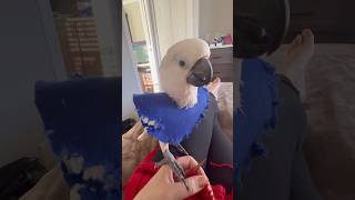 My parrot is upset cockatoo parrot bird funny adoptdontshop [upl. by Abernathy696]