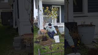 Planting Panicle Hydrangea in Zone 3 [upl. by Hindu]