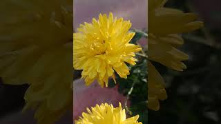 Woodland ragwortYellow flowers nature relaxingsound shortvideo 😌❤️ [upl. by Nahtahoj]