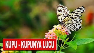 Lagu KupuKupunya Lucu [upl. by Niemad]