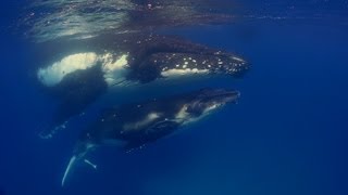 Diving Fiji and Tonga HD [upl. by Gnaoh754]