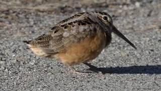 Funky American Woodcock [upl. by Leeann]