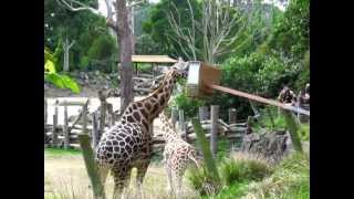 Male Giraffe Performing Flehmen Response  Auckland Zoo [upl. by Landis]