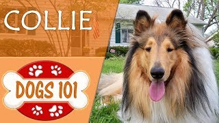 Dogs 101  COLLIE  Top Dog Facts About the COLLIE [upl. by Donalt]