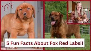 Fox Red Labrador Retriever  Top 5 Facts [upl. by Tewell]