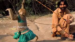 Best monkey dance  Bandriya ka dance  bandar tamasha [upl. by Enywad756]