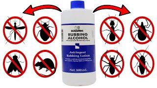 Rubbing Alcohol Pest Elimination Hacks For ANTS MICE FLIES WEEDS SPIDERMITES TICKS BEDBUGS [upl. by Gee]