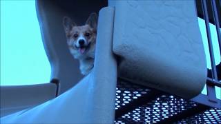 Buddy The Corgis Favorite Twisty Slide [upl. by Snevets409]