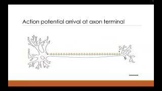 NMJ Excitation Contraction and Coupling [upl. by Attenad]