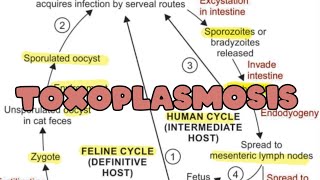 Toxoplasmosis  Life cycle  Pathogenesis  Lab diagnosis [upl. by Lehar]