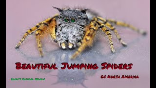 Beautiful Jumping Spiders of North America East of the Rocky Mountains [upl. by Jacoby304]