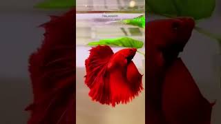 Red betta fish trending bettafish bettafighter bettadumbo redbetta bettagalaxy shorts [upl. by Nwahsud]