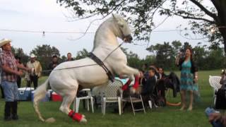 Dancing White Stallion [upl. by Vincentia]