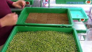 Pea GrowALong Day 1 Seeding [upl. by Reisfield]