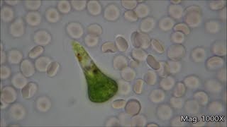 Comparing Microorganism Size Under the Microscope [upl. by Shaun]