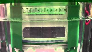 SDSPAGE Gel Electrophoresis [upl. by Oberheim]