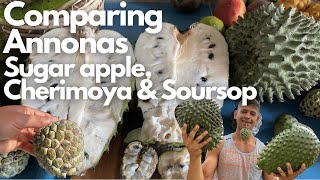 Comparing Annonas  Sugar apple Cherimoya Soursop  Similarities amp Differences between the Annonas [upl. by Sucul492]