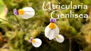 UTRICULARIA E GENLISEA  SCOPRIAMO QUESTE DUE AFFASCINANTI PIANTE CARNIVORE [upl. by Epperson]