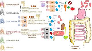 E COLI  Escherichia Coli [upl. by Thebazile]