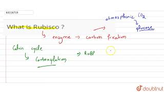 What is Rubisco [upl. by Ofilia221]