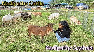 Nadipathy Cattle  Nadipathy Goshala  minivlog pmmodi yt cows farm tiktok punganurcalf [upl. by Nonahs702]