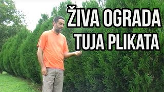 Žive ograde  Thuja plicata [upl. by Kermie]