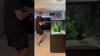 Feeding the 150 Gallon Cichlid Tank [upl. by Ruhnke512]