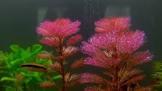 Cabomba Furcata amp SAE  Planted Tank  Live Plants [upl. by Epps]