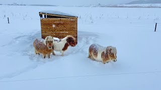 【予想外の大雪！】雪に埋もれるミニチュアホースたち [upl. by Bittencourt83]