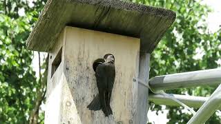 Vidéo en direct des Hirondelles bicolores au nichoir le 28 juin 2024 à SaintFabiendePanet [upl. by Llevron]