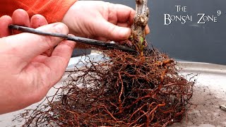 Repotting My Cotoneaster and Gardenia Part 1 The Bonsai Zone March 2022 [upl. by Orsini]