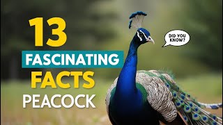 13 Fascinating Facts About Peacock You Never Knew [upl. by Faxan679]