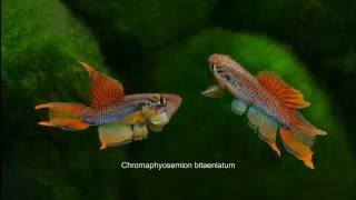 Aphyosemion Chromaphyosemion bitaeniatum Lagos [upl. by Zebaj561]