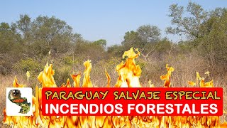 Incendios forestales [upl. by Roel]