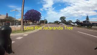 Jacaranda Tree [upl. by Ainat]