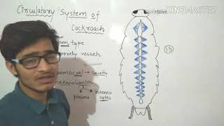 Circulatory system of Cockroach in detailMust watch [upl. by Cavuoto]