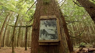 Old Goldmine Cabin Trail  Woodlot BC [upl. by Yeuh50]