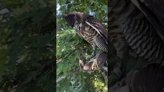 Falcon Hunting birds falcons shorts wildlife [upl. by Aymahs]