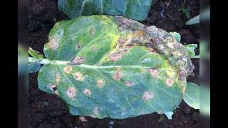 cauliflower crop leaf spot disease [upl. by Haidebej]