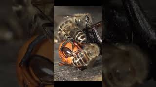 How Honeybees Defeat The World Largest Hornet [upl. by Lomasi]