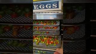 Dehydrating our fresh Serrano Peppers from our garden peppers dehydrator shortvideo homegrown [upl. by Orsa]