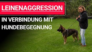 💥🐶 Leinenaggression in Verbindung mit Hundebegegnung ➡️ Praxisvideo 🐶💥✔️ [upl. by Egroj]