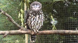 Barking Owl [upl. by Ethbinium]