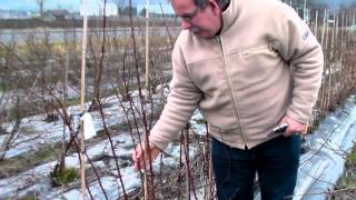 How to prune summer bearing raspberry Sanibelle [upl. by Aland]