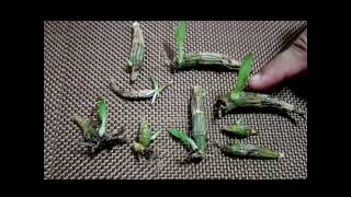 How to propagate dendrobium orchids the most effective way [upl. by Teague955]